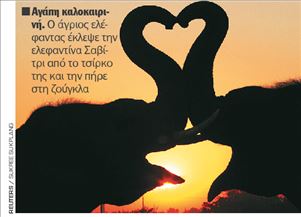 Αγάπη καλοκαιρινή.  Ο άγριος ελέφαντας έκλεψε την  ελεφαντίνα Σαβίτρι από το τσίρκο  της και την πήρε  στη ζούγκλα   