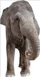 Ασιατικός ελέφαντας.  Έχει κλίση  στην αριθμητική,  έδειξε έρευνα  