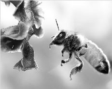 ▅ Μέλισσες. Το ηλεκτρονικό νέφος θεωρείται υπεύθυνο για την εξαφάνισή  τους από Ευρώπη και ΗΠΑ  